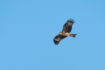 Black-eared Kite flying on the blue sky, Thailand