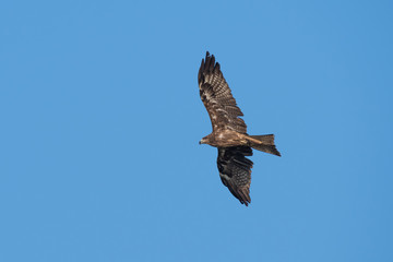 Black-eared Kite flying on the blue sky, Thailand