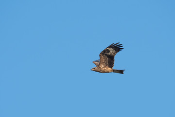 Black-eared Kite flying on the blue sky, Thailand