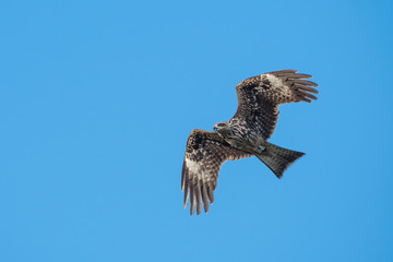 Black-eared Kite flying on the blue sky, Thailand