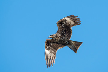 Black-eared Kite flying on the blue sky, Thailand