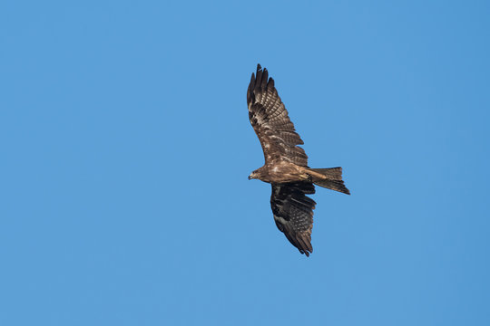 Black-eared Kite flying on the blue sky, Thailand