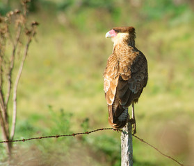 Southern crested caracara perched on a pole