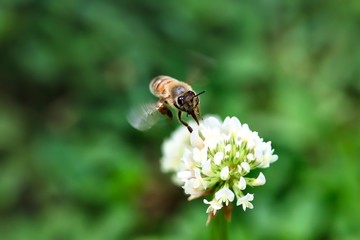 Honey Bee Flying Around White Clover Flower