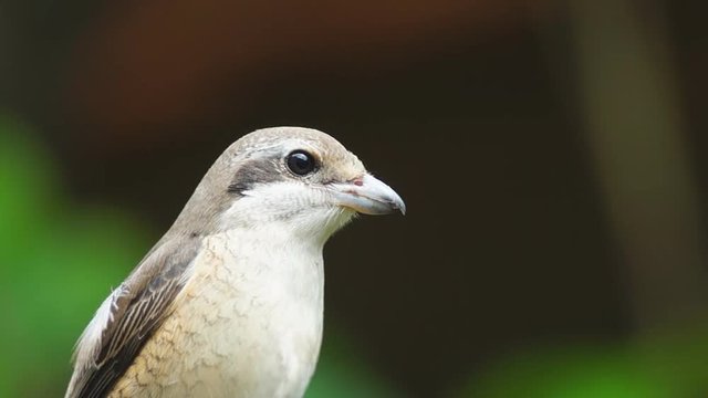 Pirok Pirok bird perch on Twig. close up