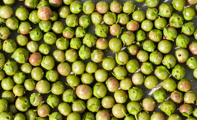 The pods/balls of the Myrtle plant 