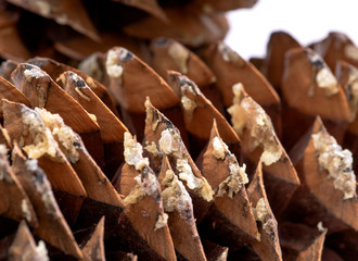 Macro shot of give off sap from giant sugar pine cone harvested in the pacific northwest.