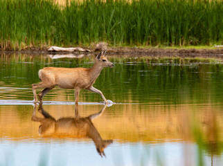 Deer Wading in Lake at Rocky Mountain Arsenal Colorado