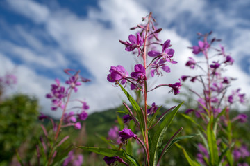 Obraz premium Fireweed wildflower in Alaska against a partly cloudy sunny sky