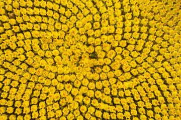 Flowers Within Flowers