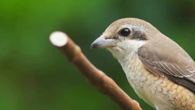 Pirok Pirok bird perch on Twig. close up