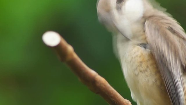 Pirok Pirok bird perch on Twig. close up