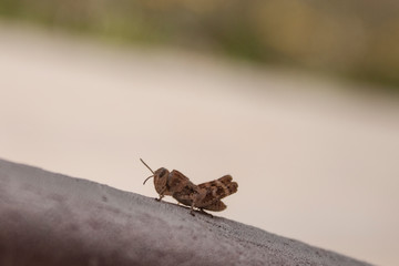 Gafanhoto