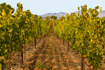 Fototapeta na wymiar Vineyard in Santa Ynez California