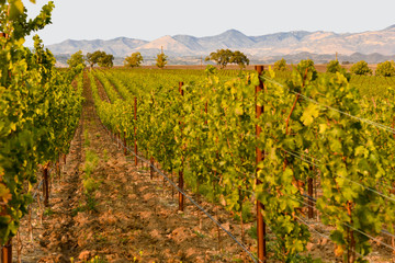 Vineyard in Santa Ynez California