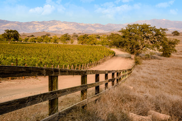 Fototapeta na wymiar Vineyard country in California