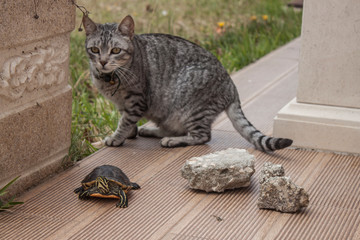 Gato tartaruga e pedras