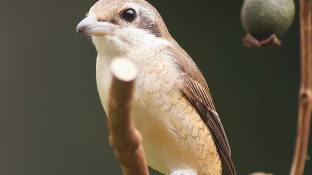 Pirok Pirok bird perch on Twig. close up