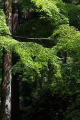 Japanese Maple on sunlight