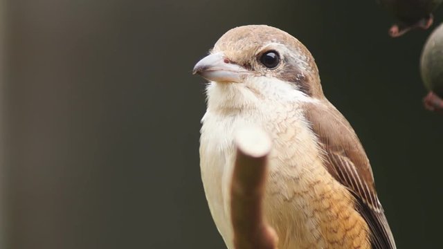 Pirok Pirok bird perch on Twig. close up