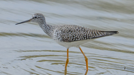 Yellowlegs shorebird wading in water