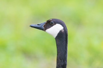 Canada goose head closeup