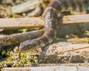 northern water snake near Minnesota River
