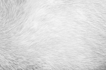 Texture fur gray dog for background,Natural animal patterns skin