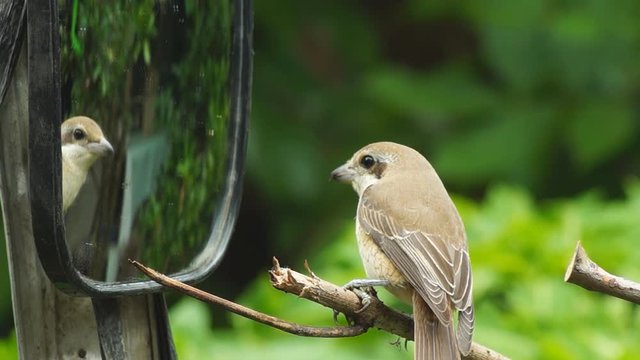 Pirok Pirok bird perch on car side morror. close up