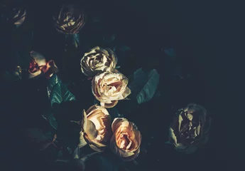 Rose, Hintergrund oder Textur © joeycheung