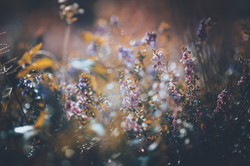 Fresh Lavender in vintage tone