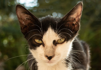 homeless little cat sitting on white floor 