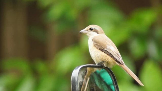 Pirok Pirok bird perch on car side morror. close up