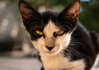 homeless little cat sitting on white floor 