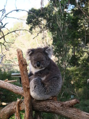 Koala on the Tree