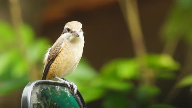 Pirok Pirok bird perch on car side morror. close up