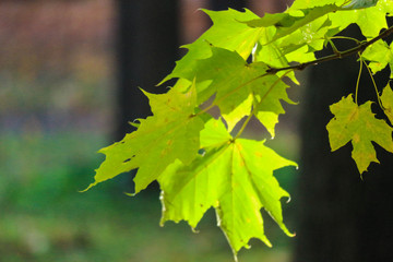Green maple leaves closeup