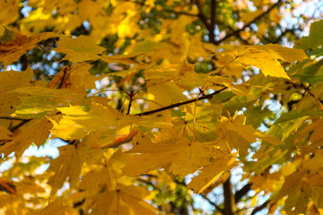 Yellow maple leaves in autumn
