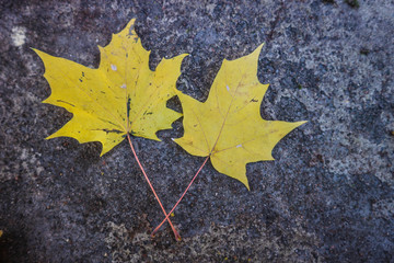 Fallen yellow maple leaves on the ground