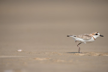 Malaysian plover is a small wader that nests on beaches and salt flats in Southeast Asia.