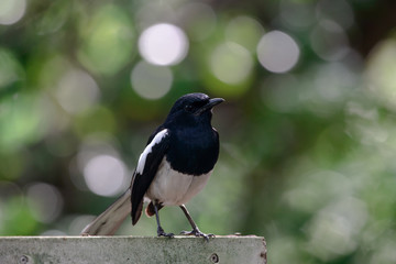 Oriental magpie-robin, they are common birds in urban gardens as well as forests.