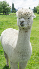 White funny Lama alpaca in New Zealand