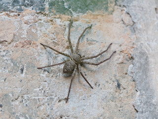 Closeup view of a big spider stay on wall