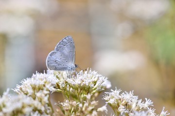  Butterfly from the Taiwan (Udara dilecta) Udara dilecta little butterfly