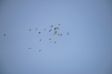 Group of bird Flying with blue sky