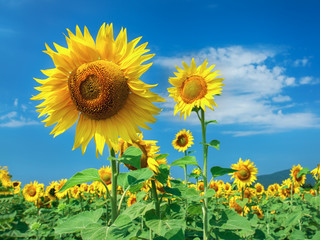 Prettiest sunflowers field with cloudy blue sky