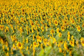 Sunflower field