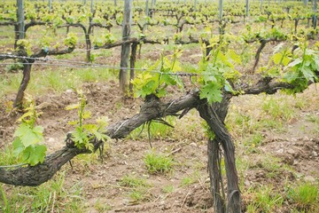 Fototapeta na wymiar Tuscany vineyard