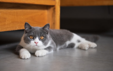 Cute British short-haired cat