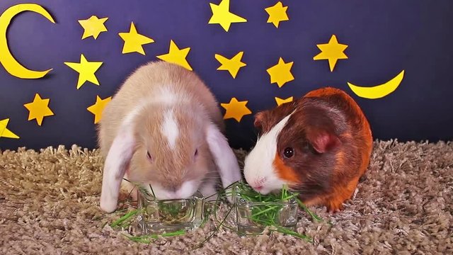 Animals at night resting cute pet pets animal concept rabbit cavy